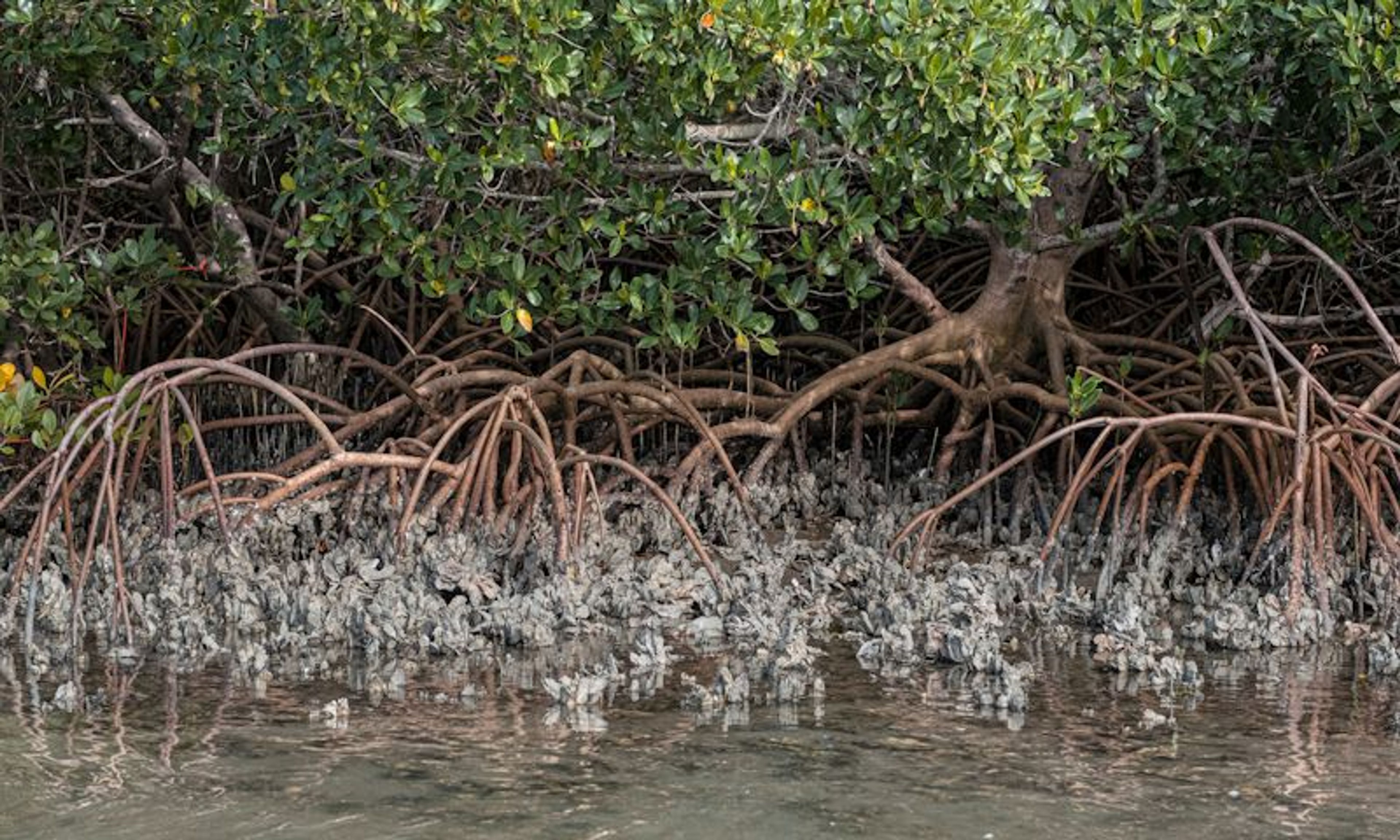 Rebuilding Nature's Defenses: Tampa's Oyster Restoration Efforts