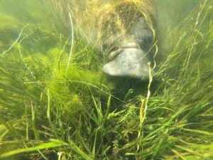 an animal standing on grass