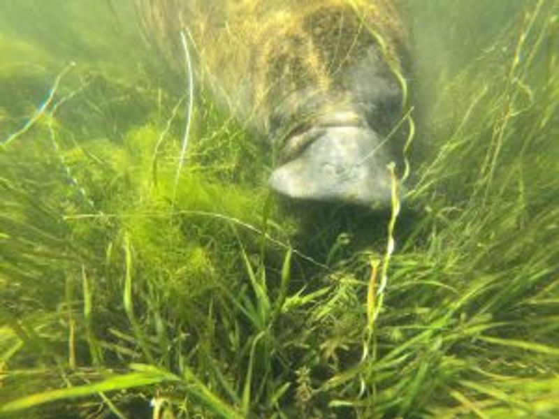 an animal standing on grass