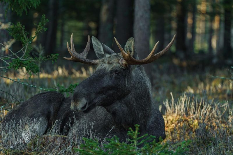 moose wildlife watching
