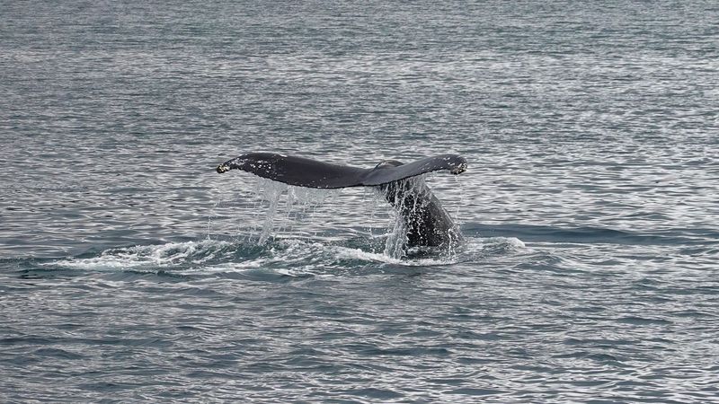 Whale Watching Near The Port of Icy Strait, Alaska