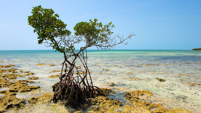 Mangrove Island And Turquoise Water In The Florida Keys