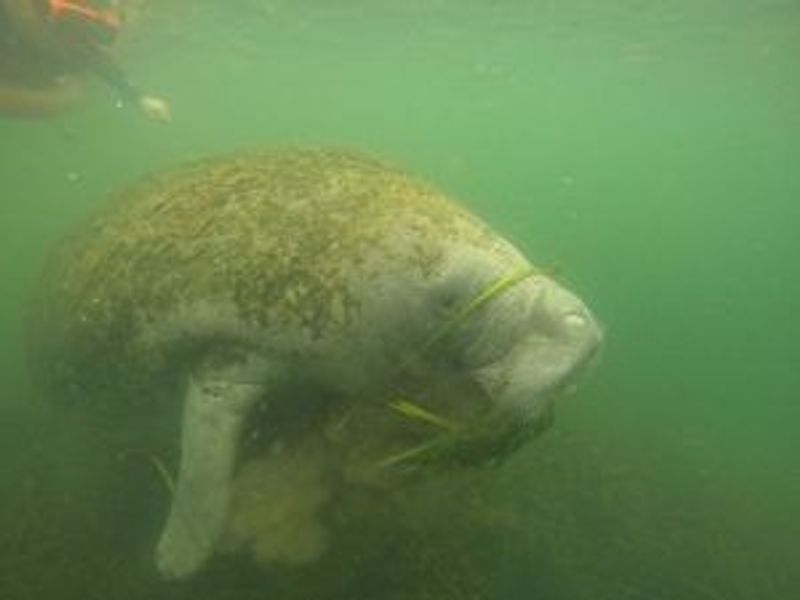 animal on the water