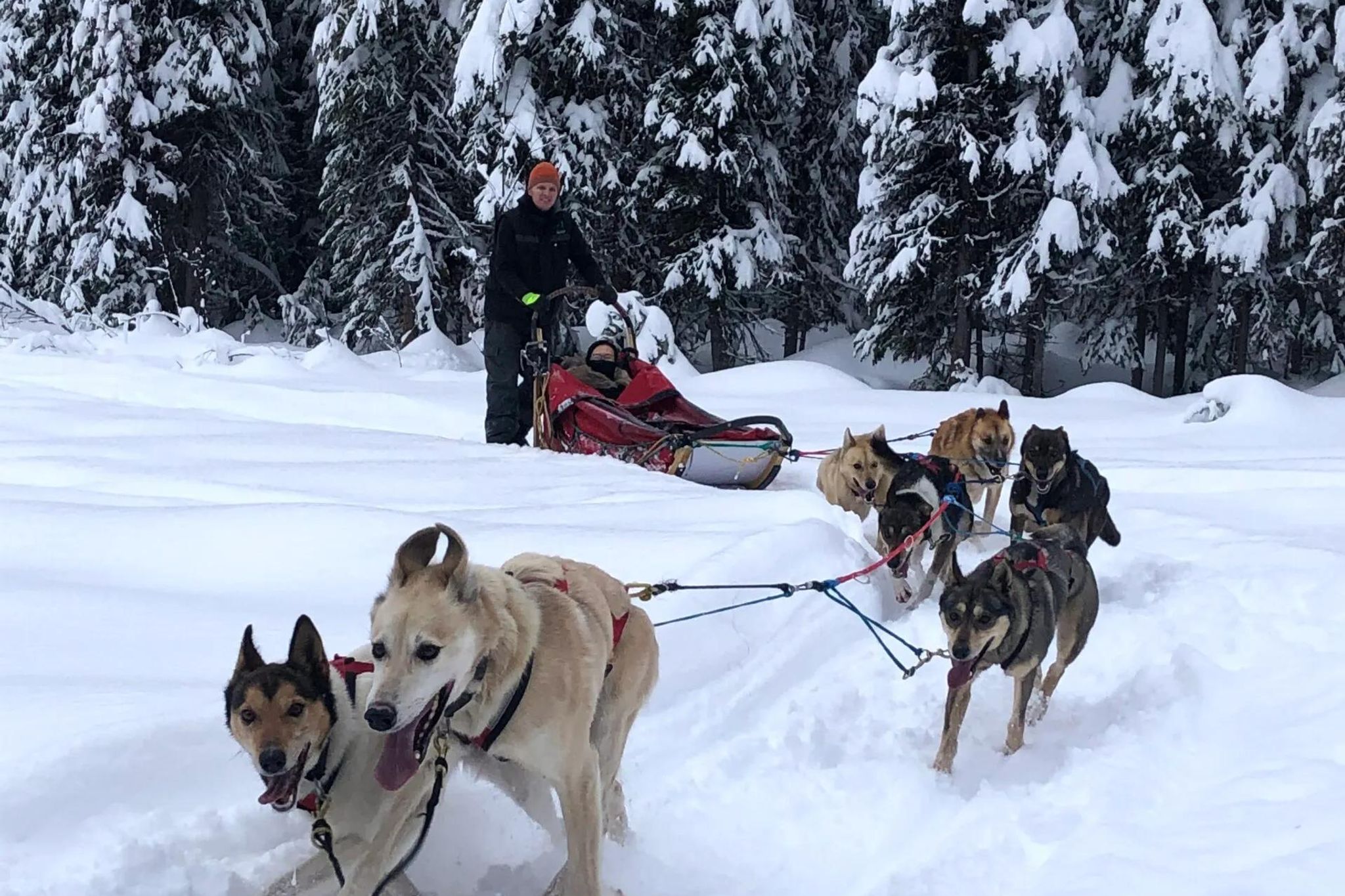 Into the Wild Dog Sledding Tour