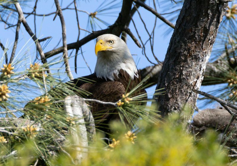 Species Of Birds In Alaska - Bald Eagles