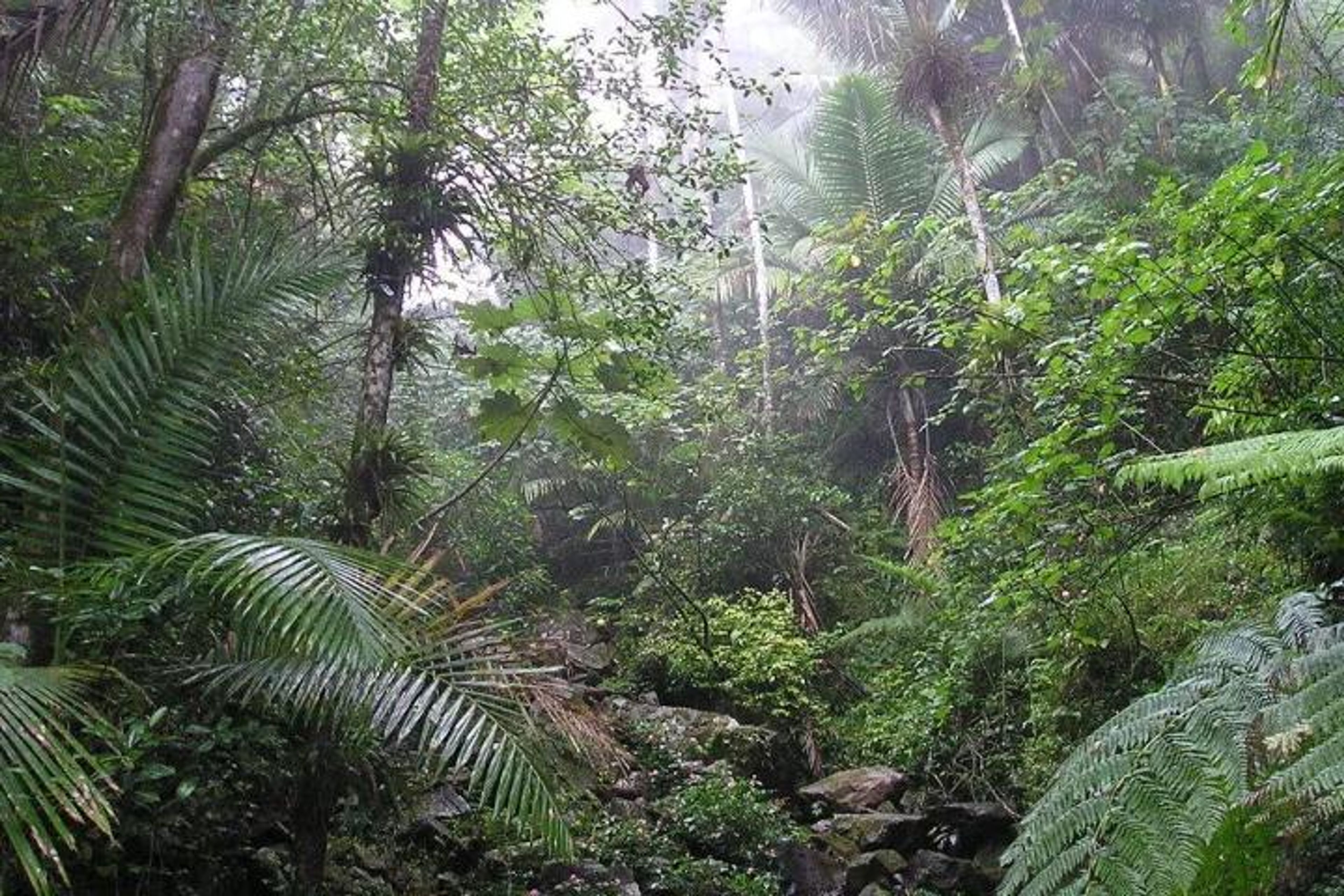 El Yunque Rainforest Tour - Image 4