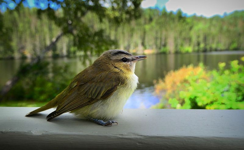 Bird Watching In Alaska - Arctic Warblers