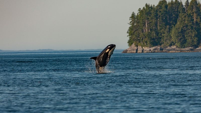 Orcas wildlife watching