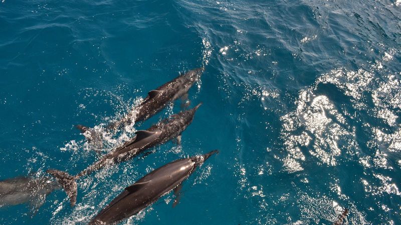 Bottlenose Dolphins Swimming Near Key West
