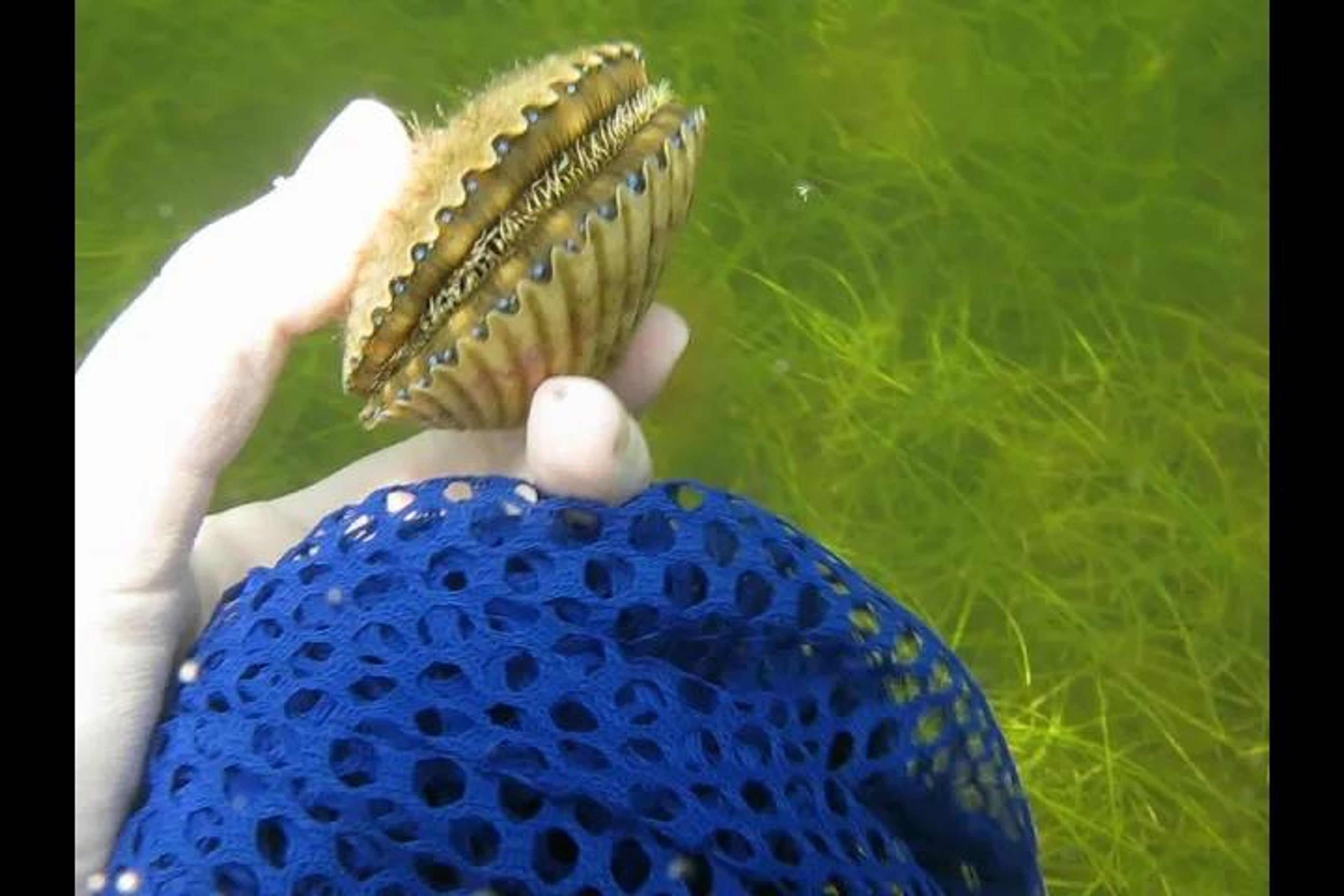 Private Scalloping Adventure - Image 2