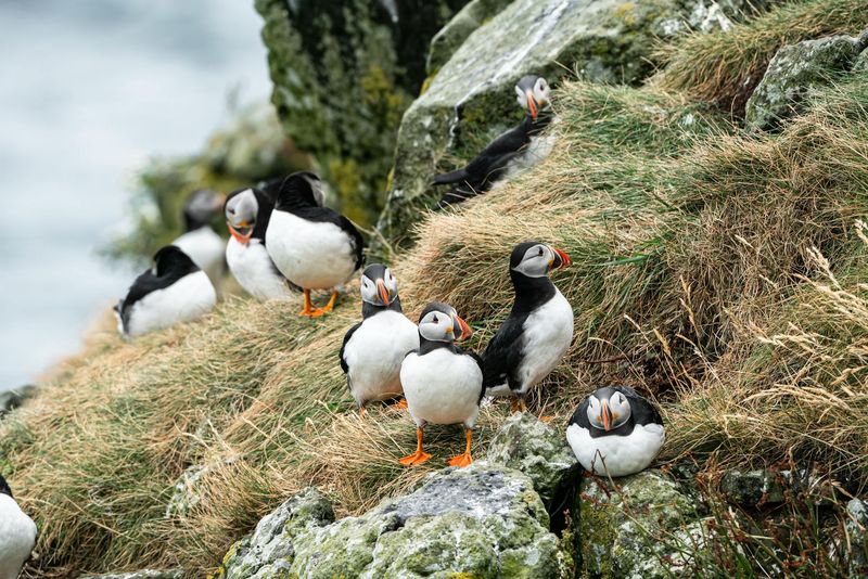 Bird Sightings In Alaska - Puffins - St Paul Island