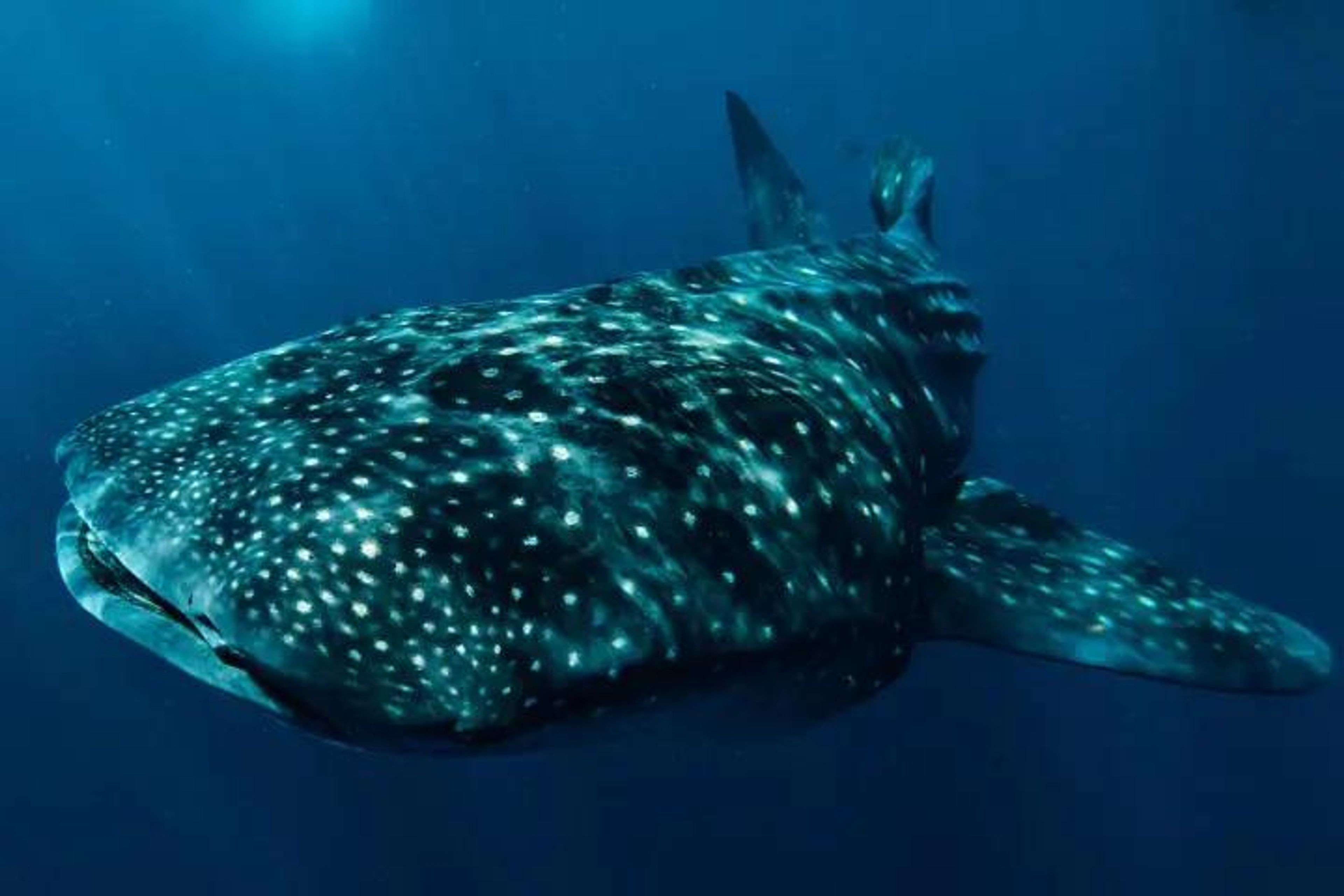 Swim with Whale Sharks - Public - Image 4