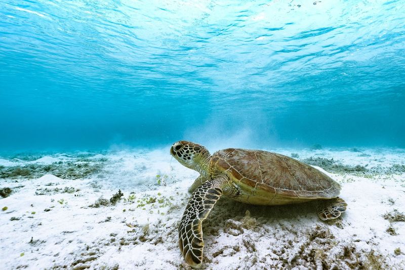 Green Turtle At Dry Tortugas National Park