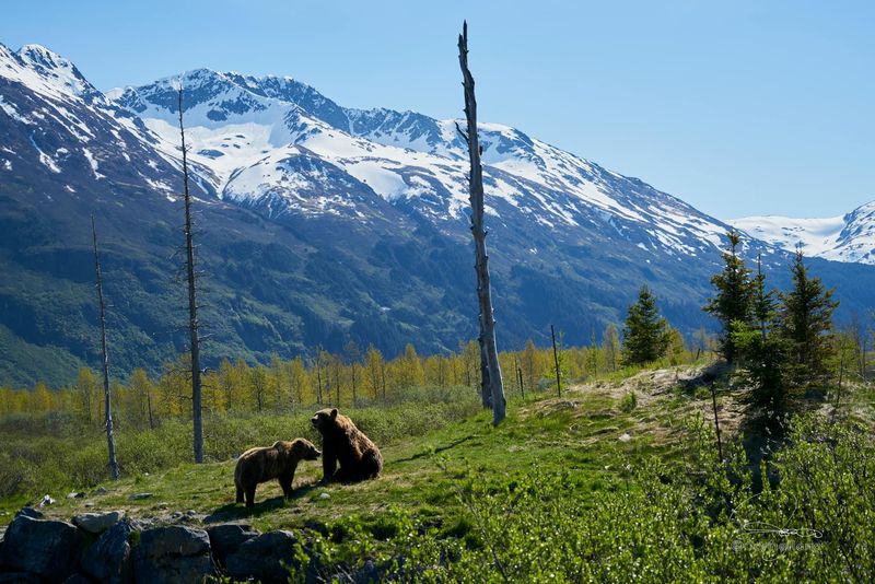 denali national park
