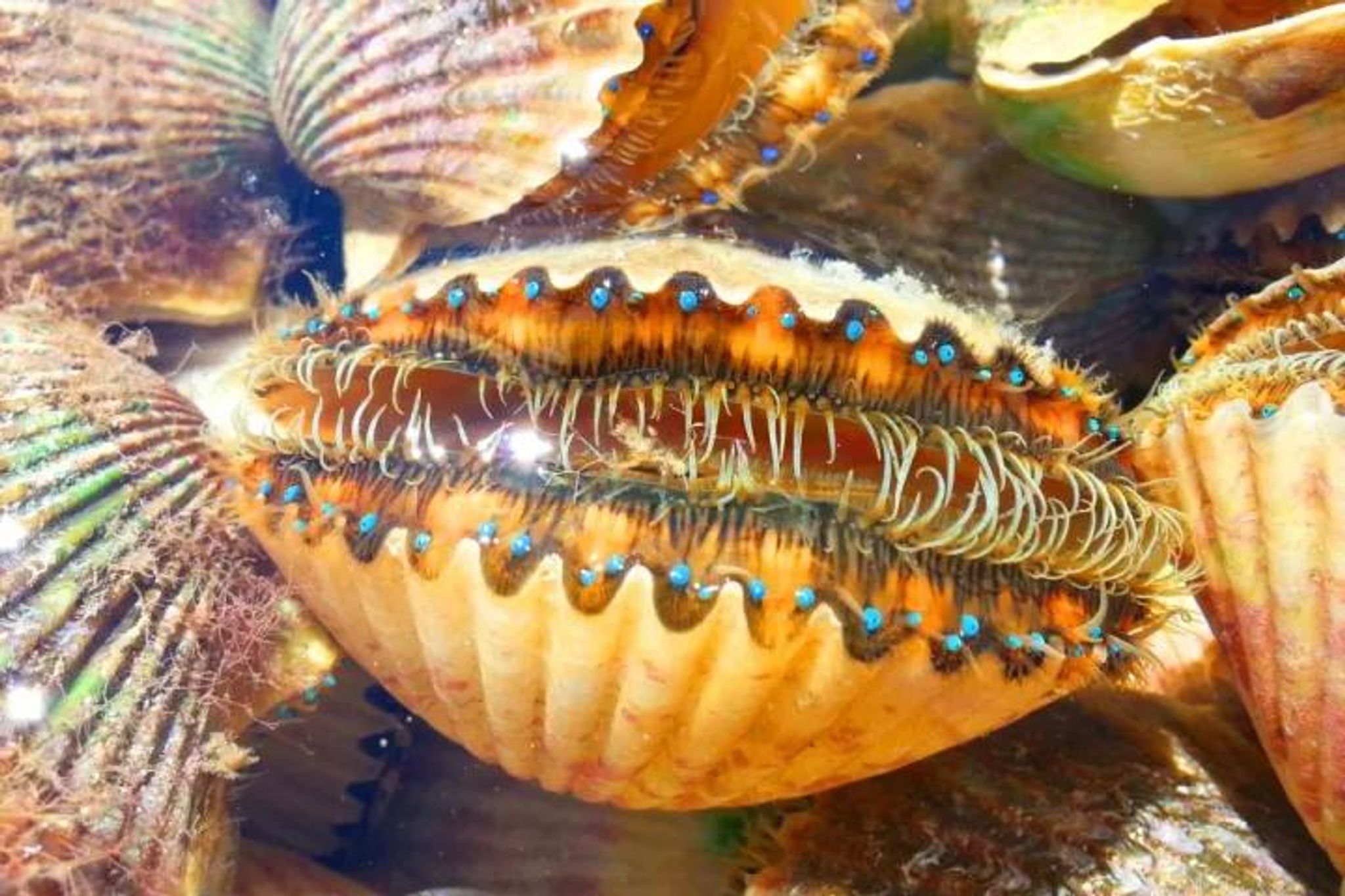 Private Scalloping Adventure