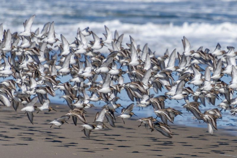 Migratory Birds In Alaska