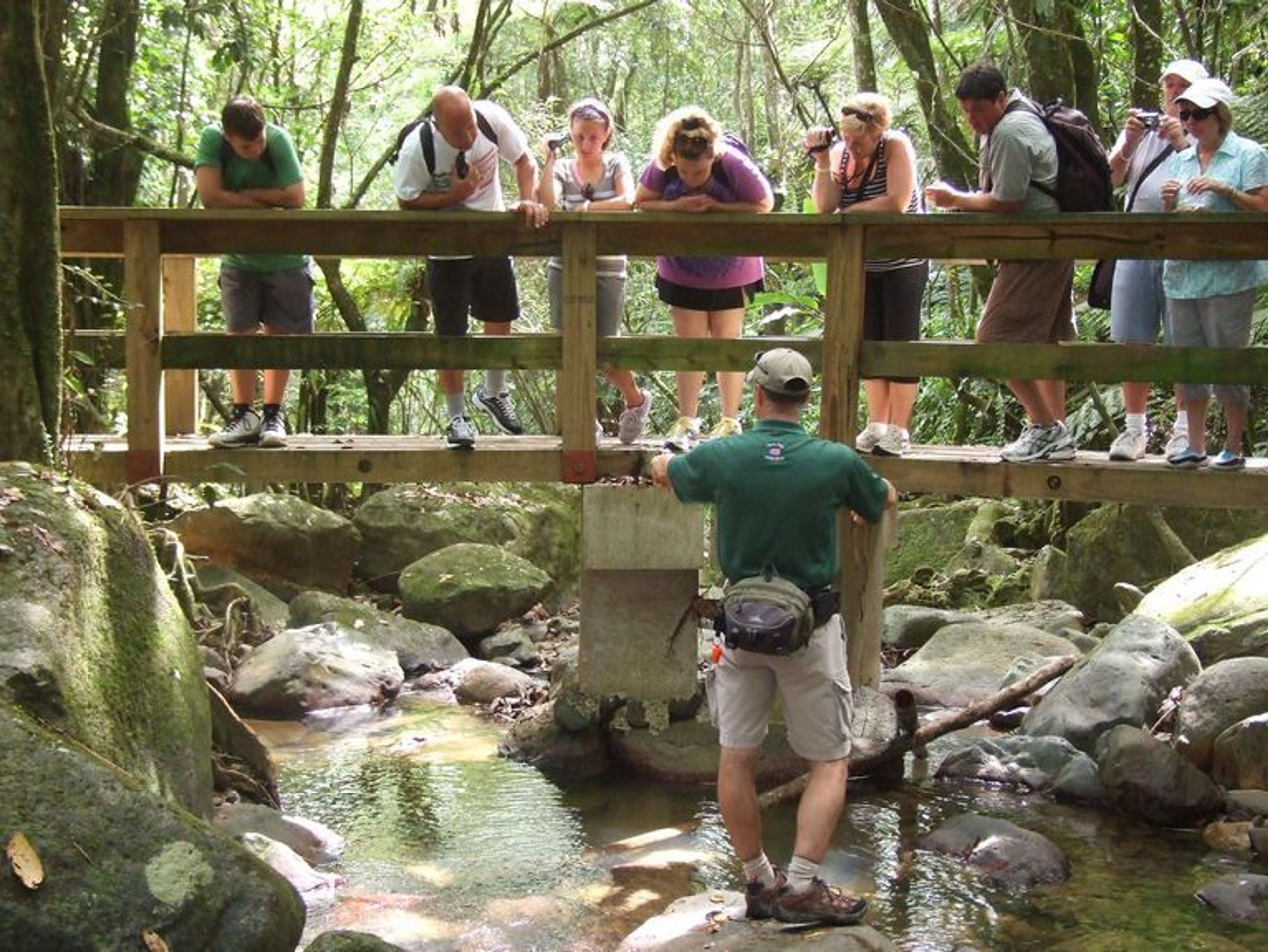 El Yunque Rainforest Night Walk - Image 4