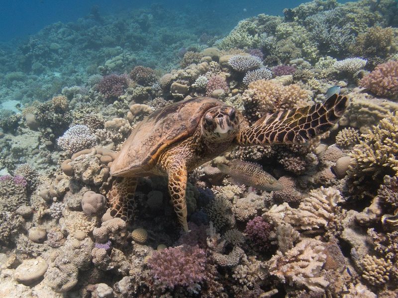 Hawksbill Turtles In Key West