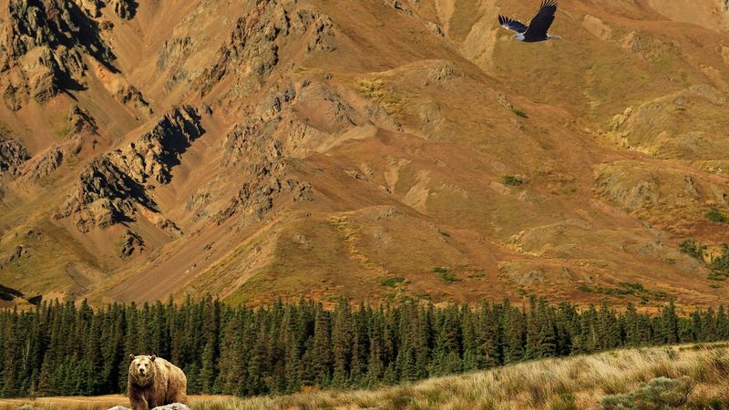 Brown Bear And Bald Eagle In Alaska