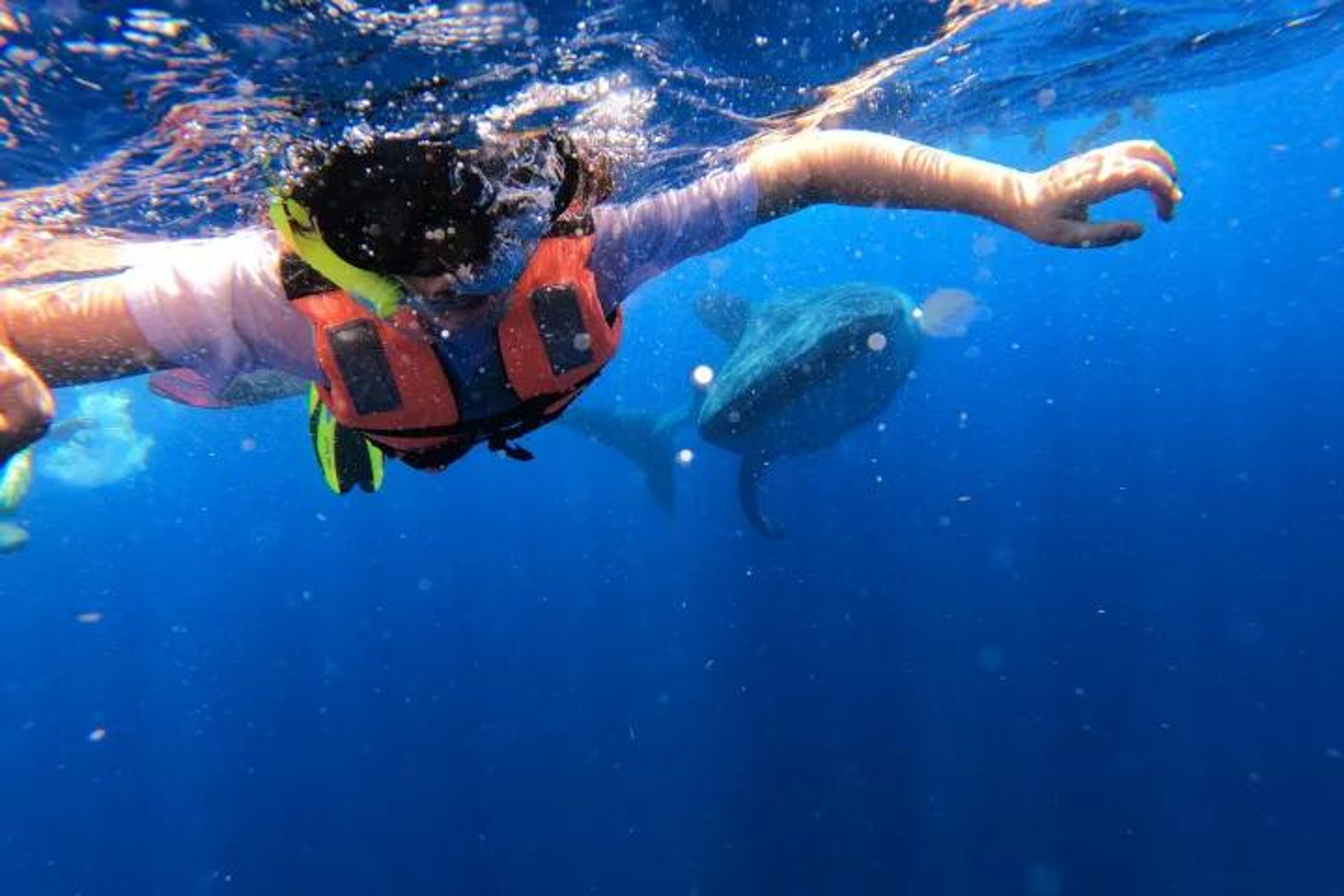 Swim with Whale Sharks - Public - Image 2