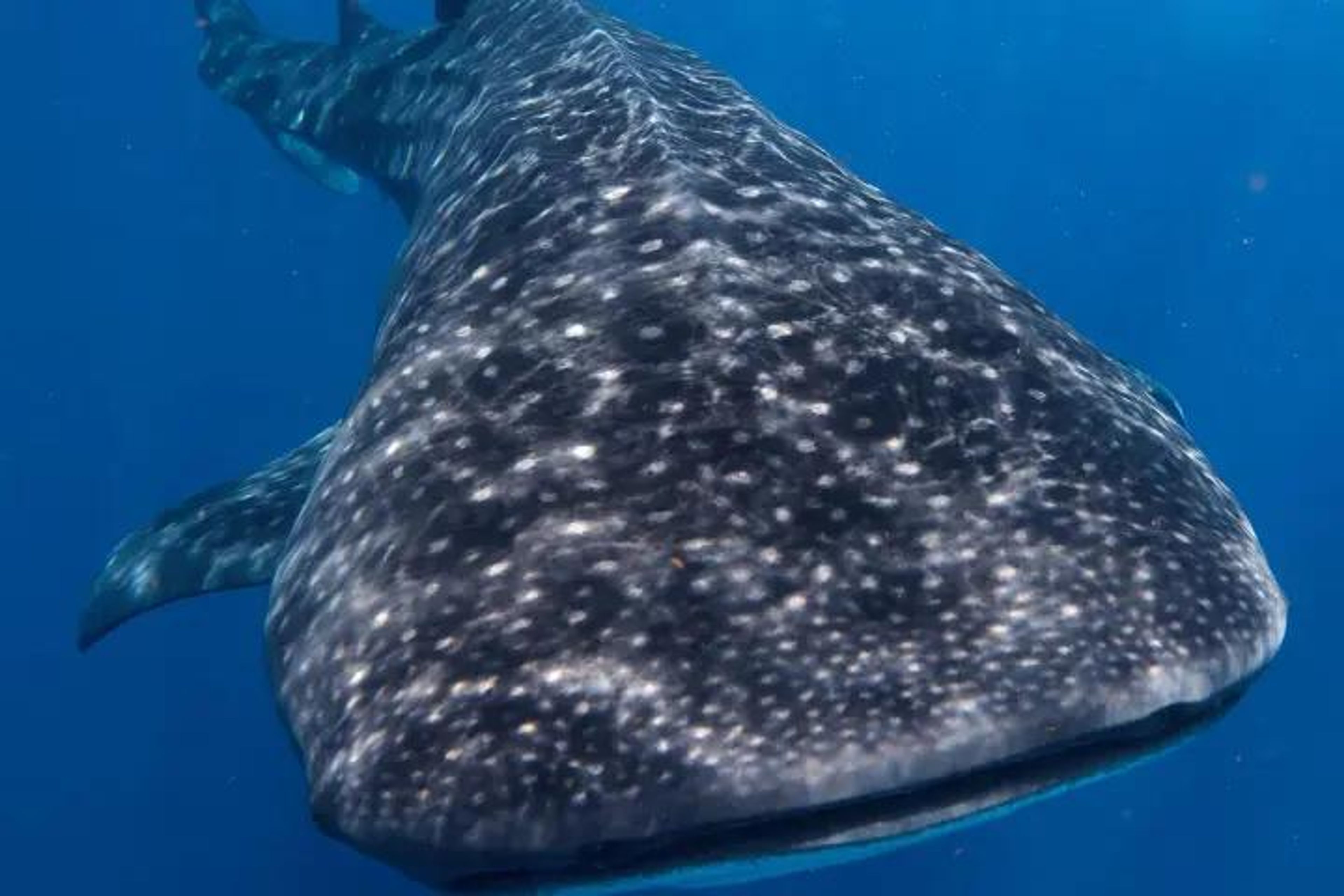 Swim with Whale Sharks - Private - Image 2