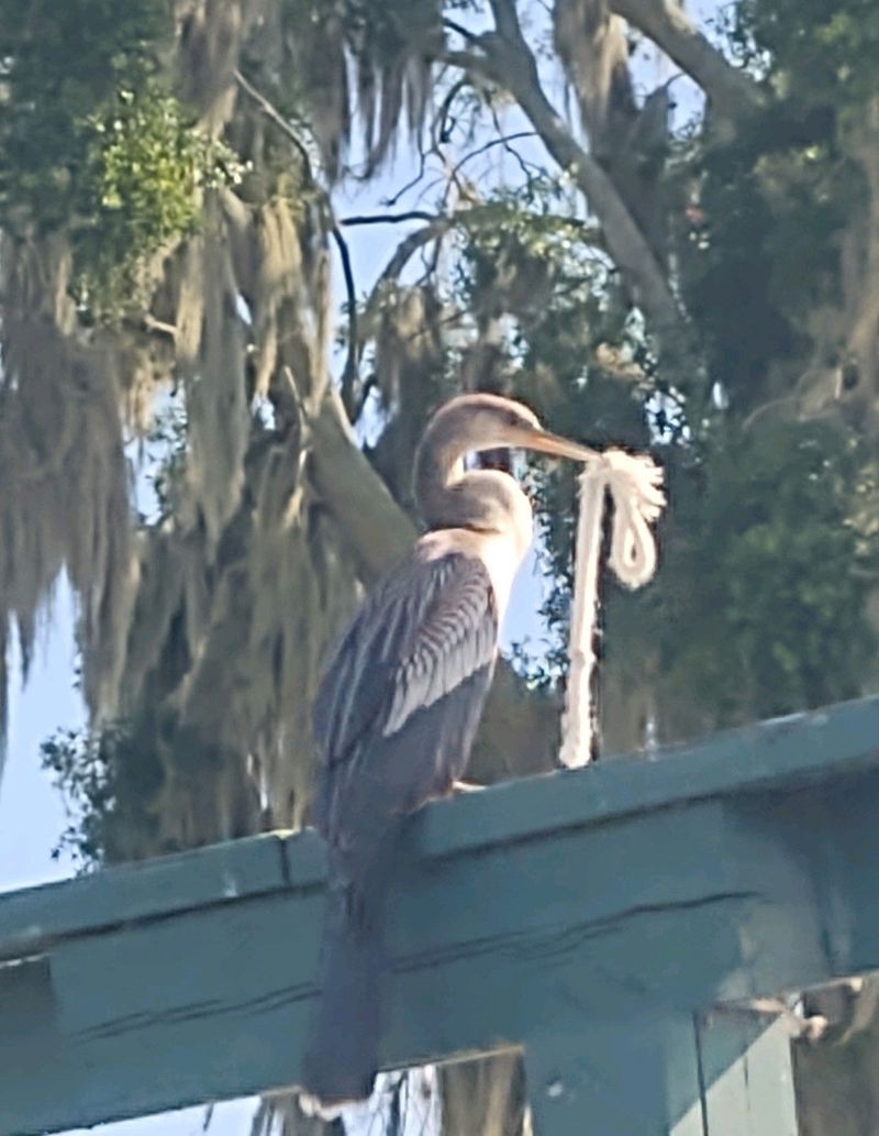 Anhinga entangled in rope