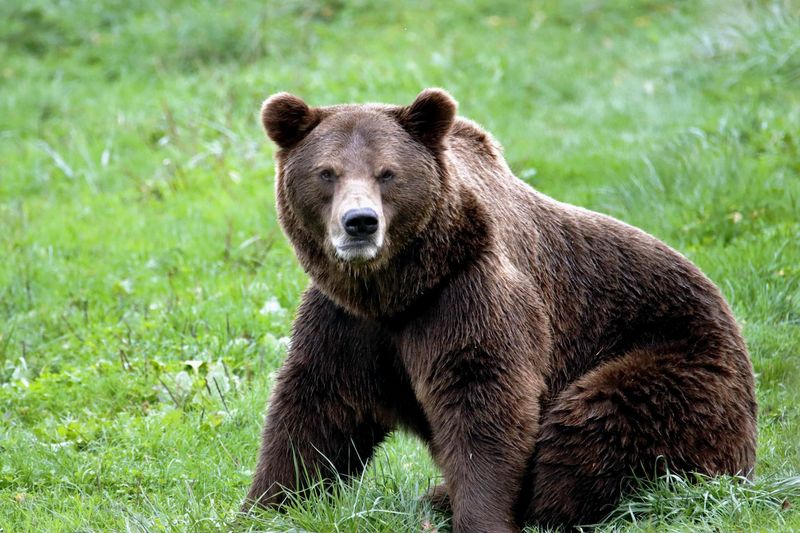 grizzly bears