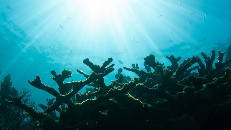 Coral Reef Near Fort Zachary Taylor - Key West Snorkeling Spots