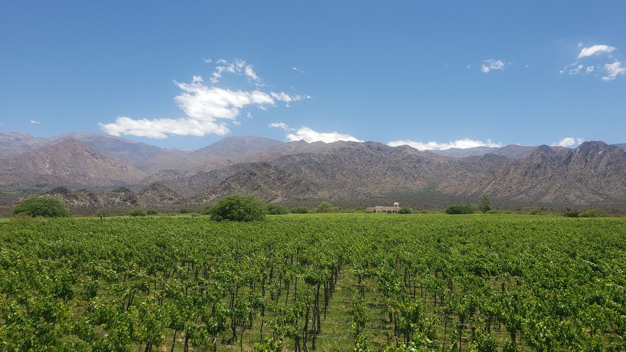 Wine Tasting