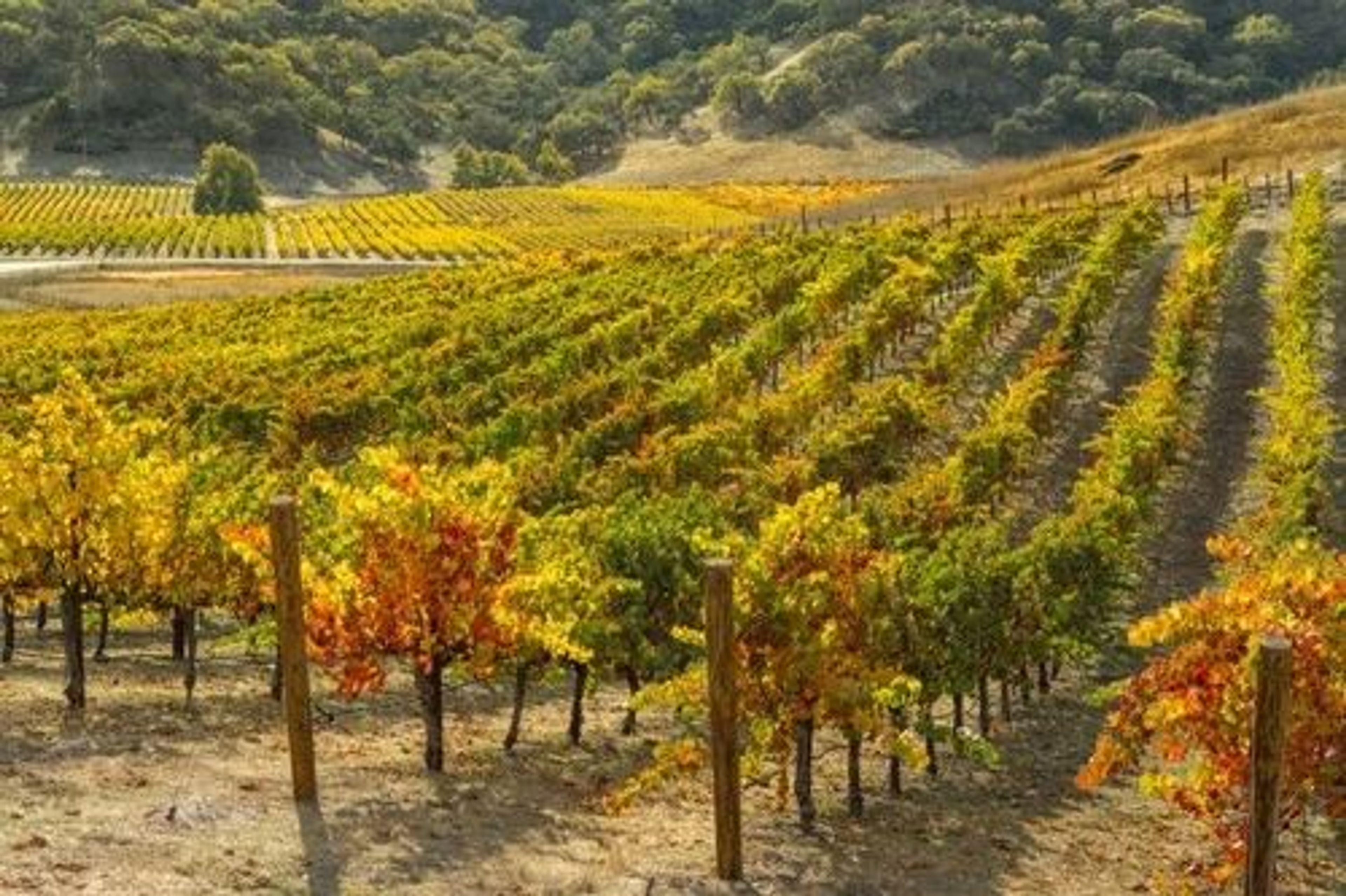 So many wineries, so little time!