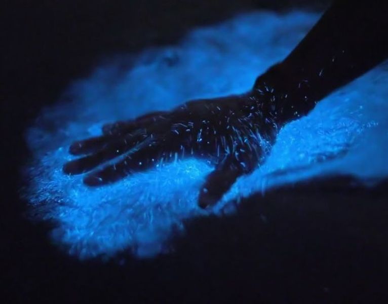 Real-Life Avatar: Where to See Bioluminescent Algae and Other