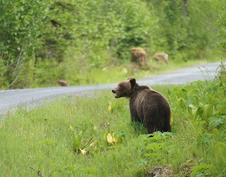 The Bear Necessities: Why Our Forests Need Bears - Nature Canada