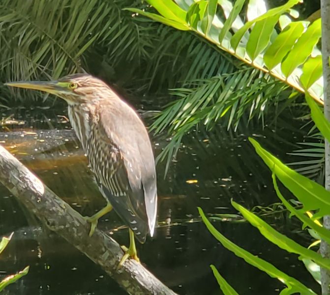 Seven Isles Fort Lauderdale Kayak & Paddle Board Adventure Tour (Not