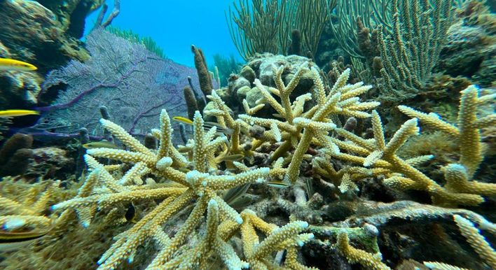 best stingray city tours