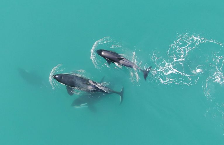 Fishing with an Underwater Drone in Alaska 