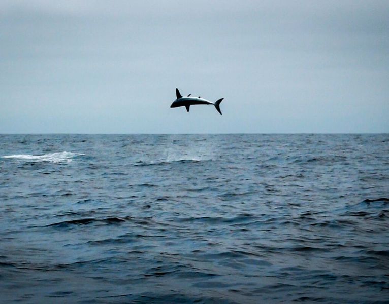 On the Fly Fishing Charters – Mako Sharks On the Fly — Leland Fly Fishing