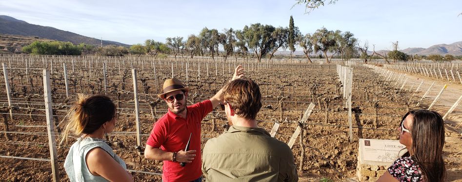 home of Tannat in Bolivia