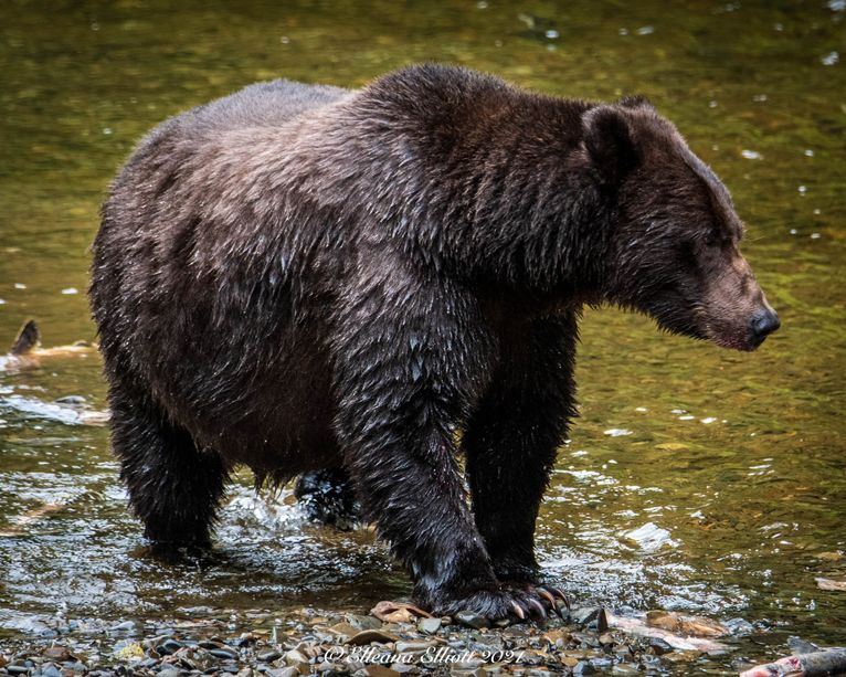 Wilderness Tour and Brown Bear Search Hoonah Travel Adventures LLC