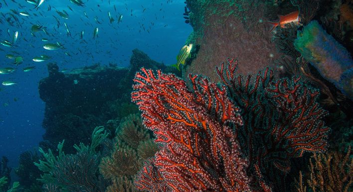 14 Dive Package - Dive Grenada