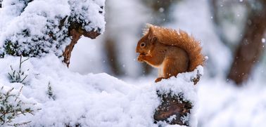 Cairngorms - Wildlife red squirrel