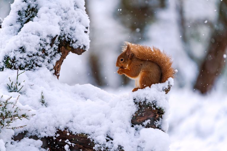 Cairngorms - Wildlife red squirrel