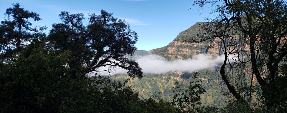 Yungas Cloud Forest