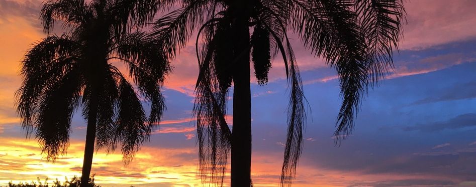 Palm tree in clearwater