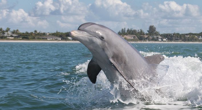 saint augustine boat tours