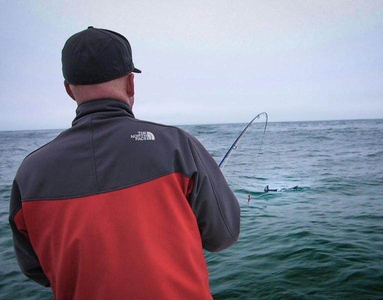 Mako Shark On the Fly - San Diego Salt Water Fishing