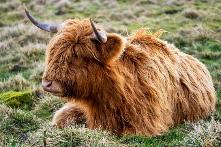 Highland Cow