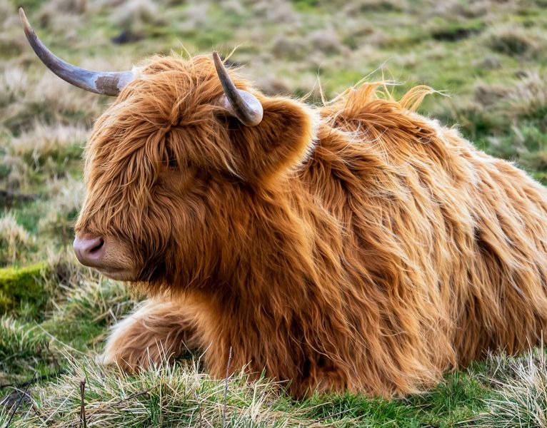 Highland Cow