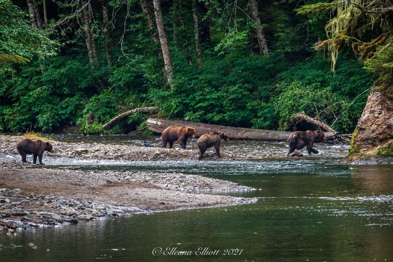 Hoonah Travel Adventures 4 Bears