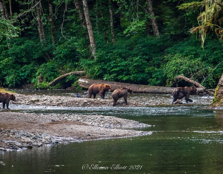 Hoonah Travel Adventures 4 Bears