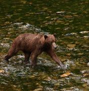 Tours by Hoonah Travel Adventures 